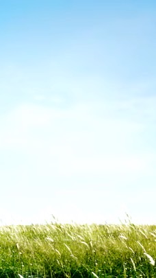 FX無料先出し配信