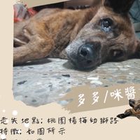 幫多多找回家的路