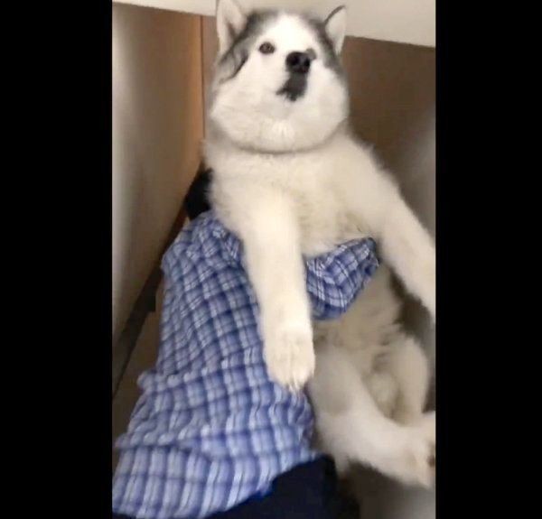 元保護犬 小次郎くんの散歩の様子がかわいすぎて話題に