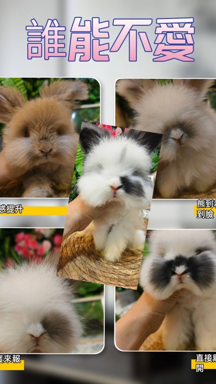 安哥拉兔舍/熊之谷兔舍/黃金鼠兔舍/鼠1鼠2鼠舍/