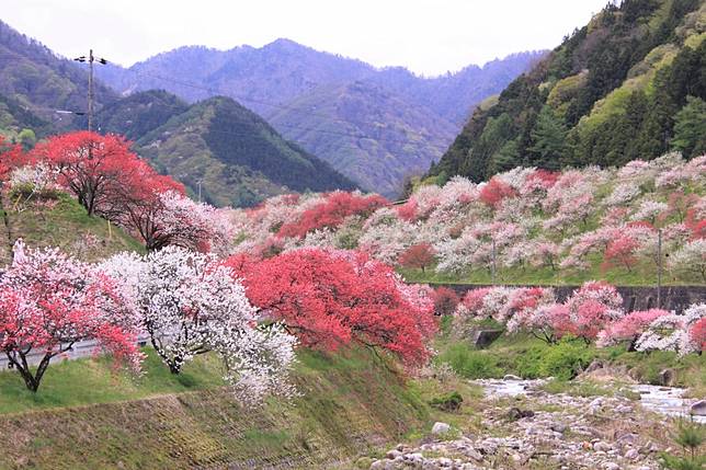 人間桃花源長野縣阿智村三色桃花海 Homita Line Today