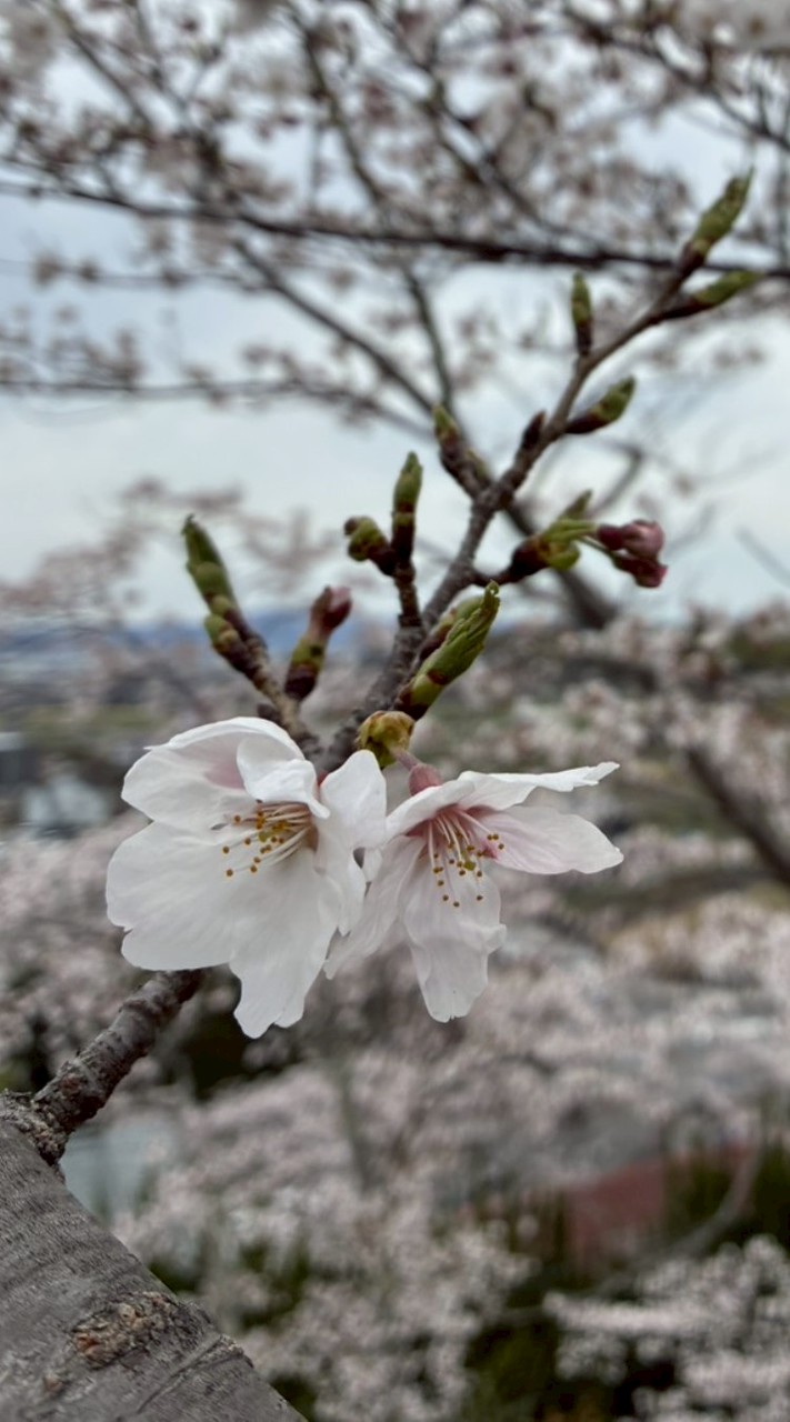 🍎なんでも写真V.I.P.カフェ【全国版/大人編】🍎