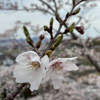 🍎なんでも写真V.I.P.カフェ【全国版/大人編】🍎