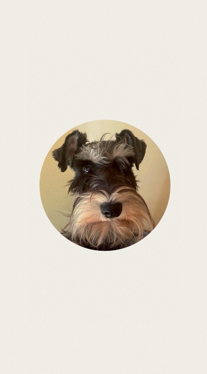 ⚠️迷子犬・チル【メインルーム】