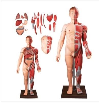人體全身肌肉附內臟器官解剖模型醫學人體肌肉模型 內臟可拆肌肉