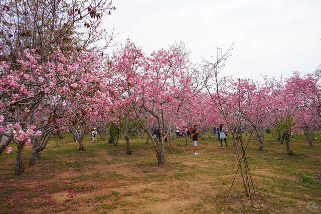 新社月湖莊園