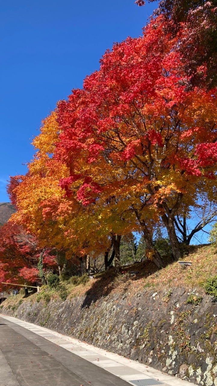 郡上明宝Ａ邸だより