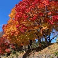 郡上明宝Ａ邸だより