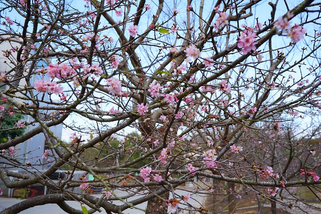 崴立機電櫻花公園