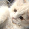 韓 猫 也
