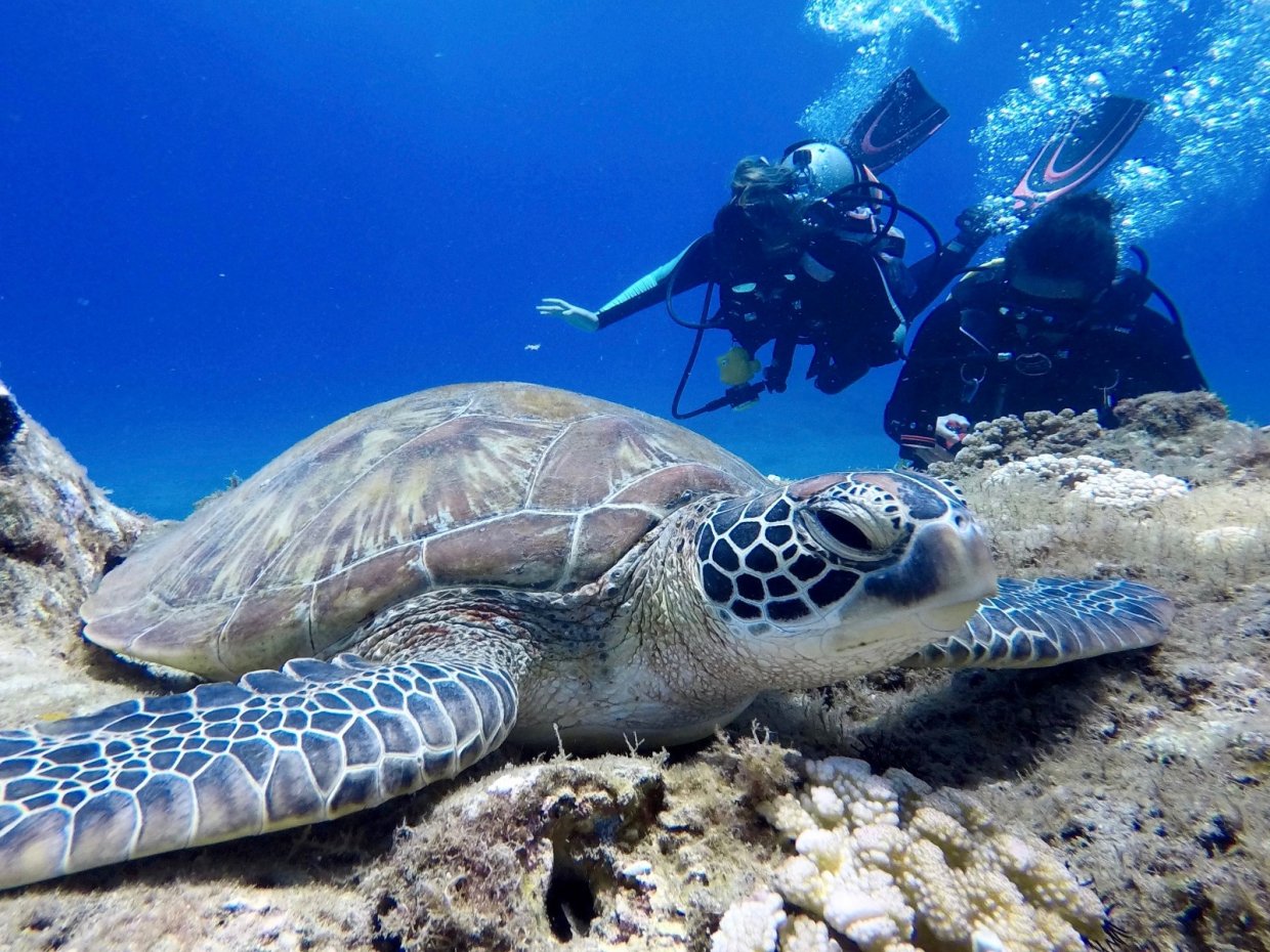 誰說冬天不能潛水？全台冬季也可以潛的潛點看這篇！