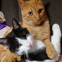 💕猫ちゃん大好き💕な人のお部屋🚪