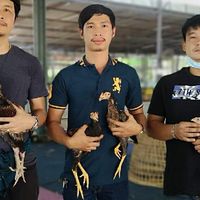 TH FARM Uthaithani