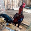 นิรันดร์ฟาร์ม ไก่ชนพม่าง่อน