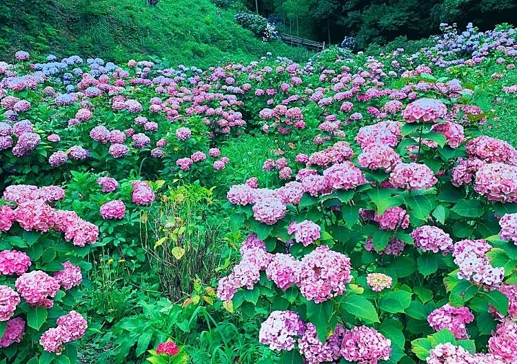 口コミの詳細 形原温泉 あじさいの里 金平町 花のきれいなスポット By Line Place