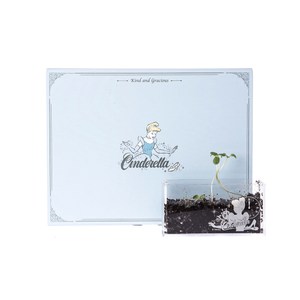 HOLA 迪士尼系列公主個人植栽–灰姑娘(百日菊)
