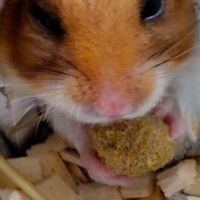 🐹ハムスターを愛でる会🐹