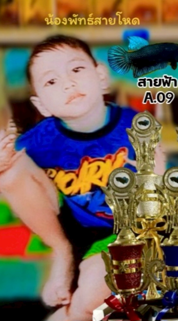 ปลากัดน้งพัทธ์สายโหด