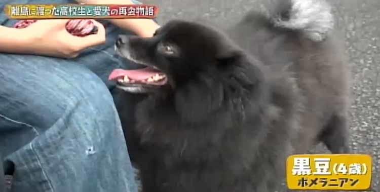 不登校の苦しい時期を支えてくれた 夢に向かい離島に渡った女子高生と愛犬との再会