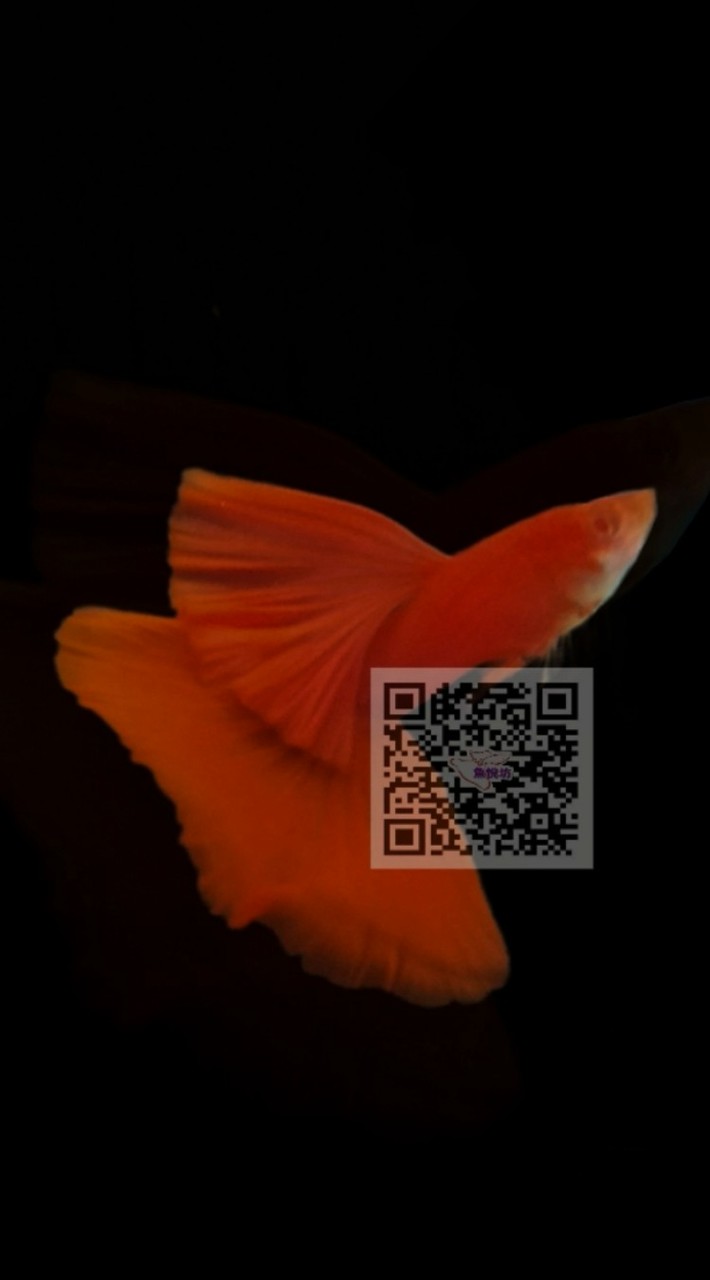 魚悅坊&孔雀魚