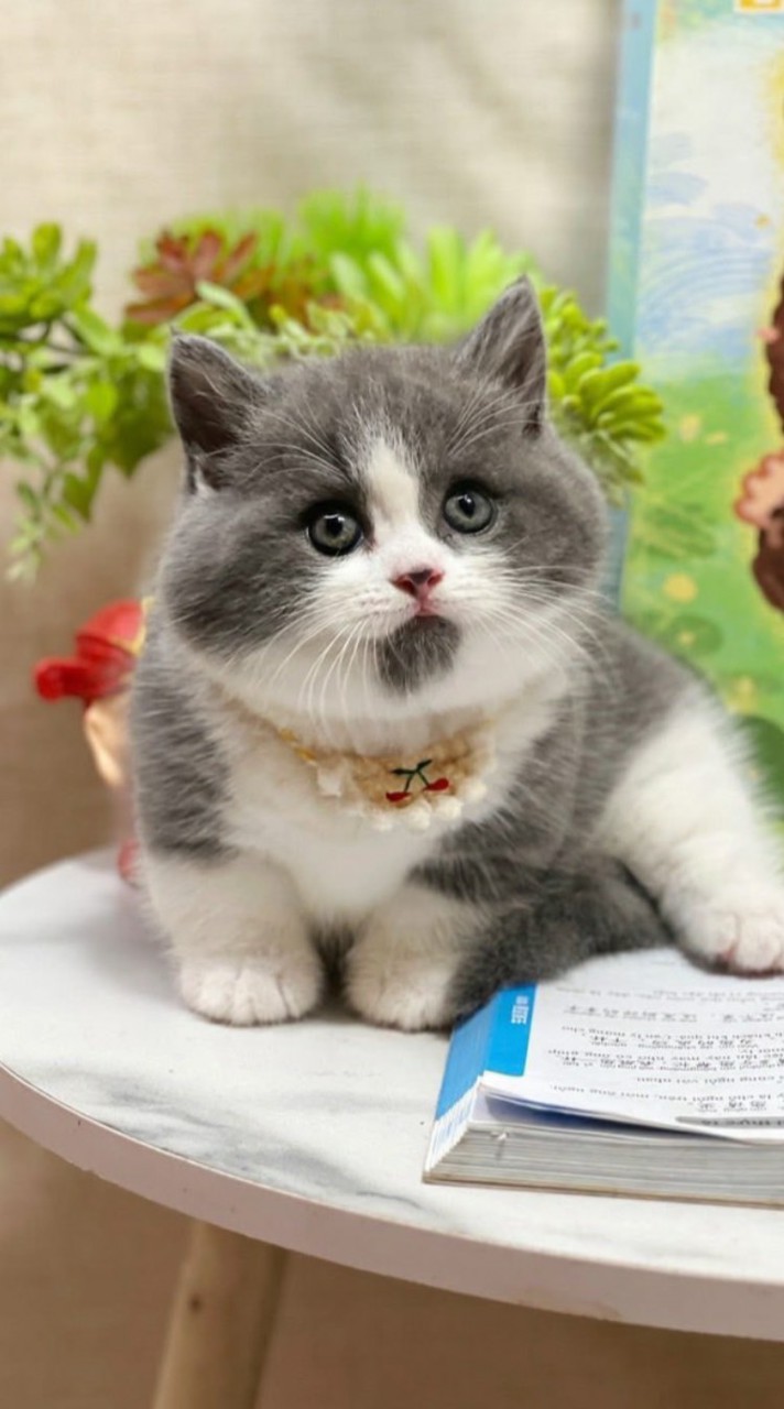 Cats group