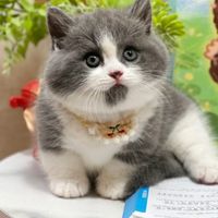 Cats group
