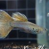 孔雀魚-紋路*全紅*藍白の家🐟