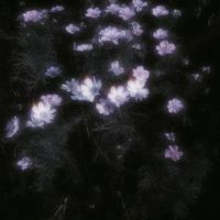 ︎︎       貴方 ヲ 想った ソノ日 カラ  、