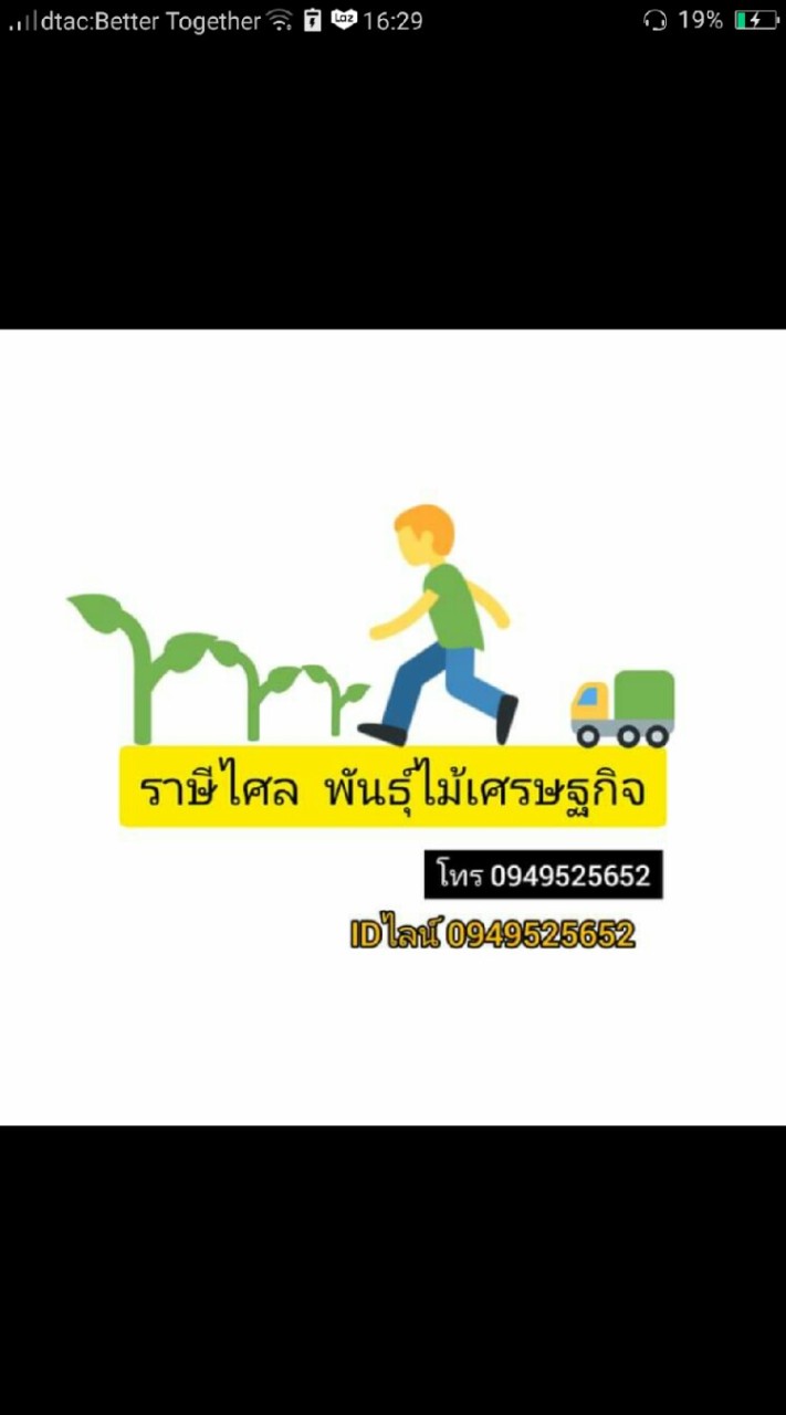 คนรักยางนา แบบเพาะเชื้อเห็ด(2259)