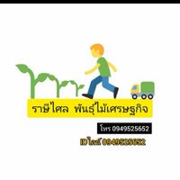 คนรักยางนา แบบเพาะเชื้อเห็ด(2259)