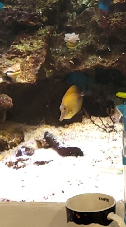 海水混養交流協會