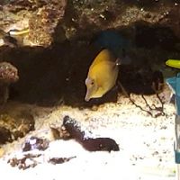 海水混養交流協會