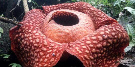 Usai 3 Minggu Tumbuh Kuncup Bunga Bangkai Di Kebun Raya Bogor