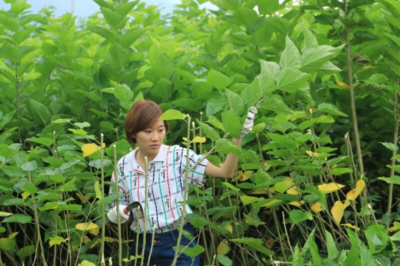 池上桑樹桑葉茶