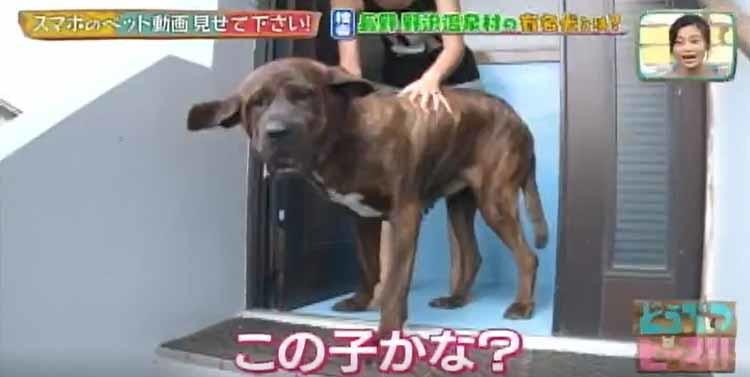 コワモテの恋のキューピッド 土佐犬と外国人夫婦の物語