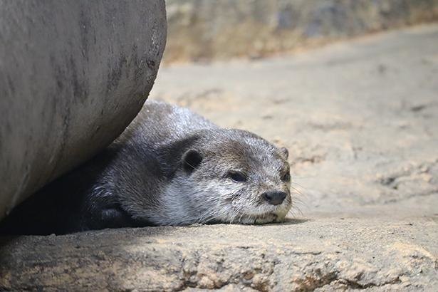 可愛すぎるコツメカワウソの4つ子が誕生 休館中の那須どうぶつ王国がsnsで公開