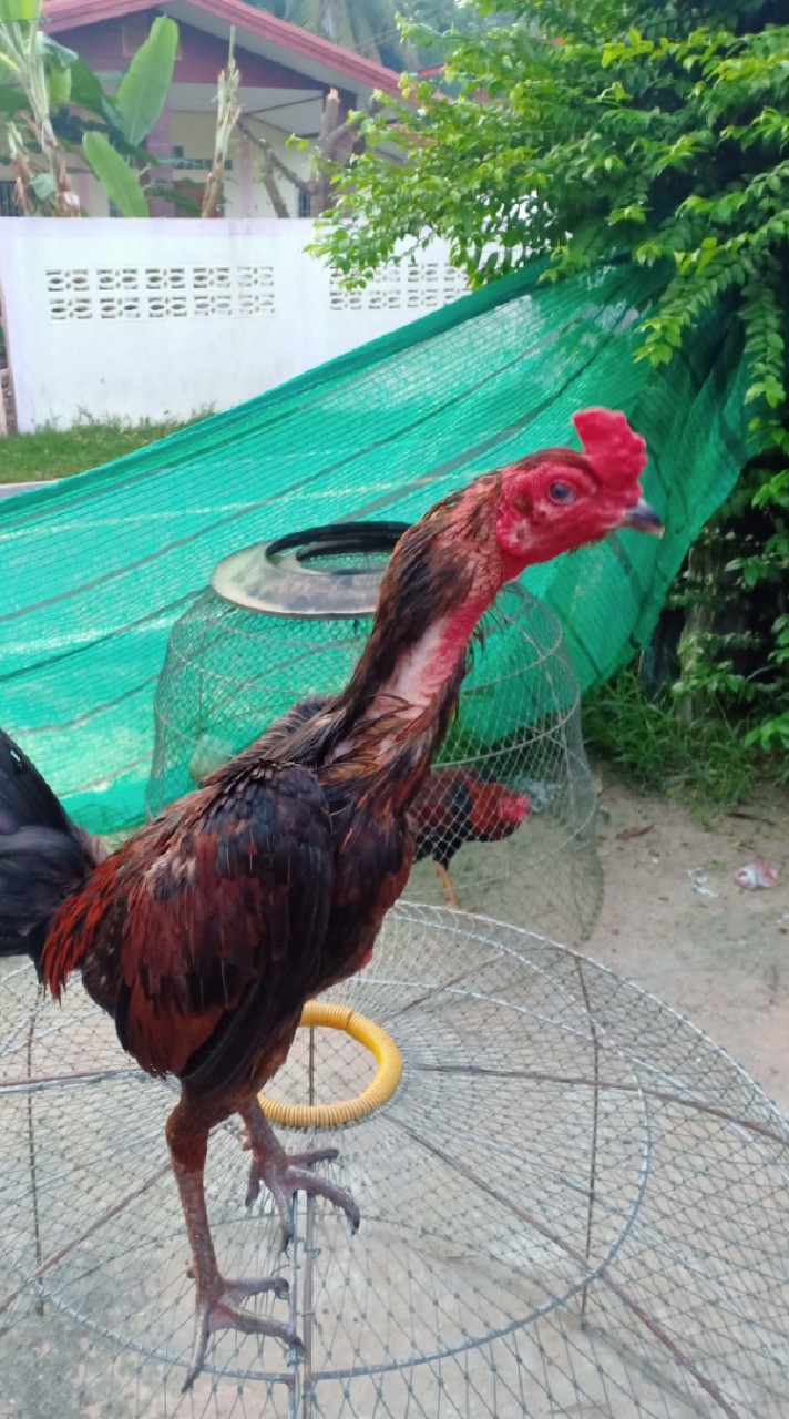 ซุ้ม ปภาวรินทร์ แบ่งปัน🐓