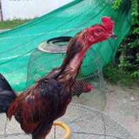 ซุ้ม ปภาวรินทร์ แบ่งปัน🐓