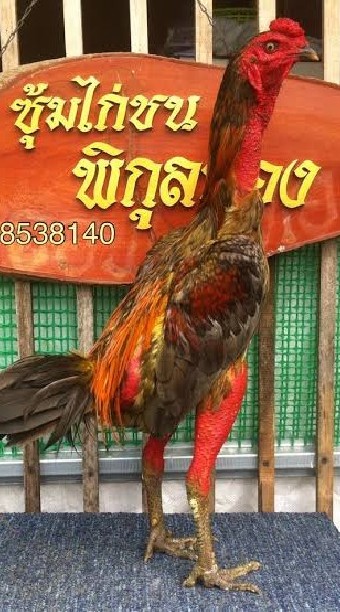 ซุ้มไก่ชน พิกุลทอง ฟาร์ม