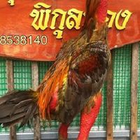 ซุ้มไก่ชน พิกุลทอง ฟาร์ม