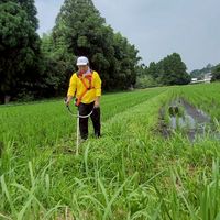 小林産山笑米2026🌾