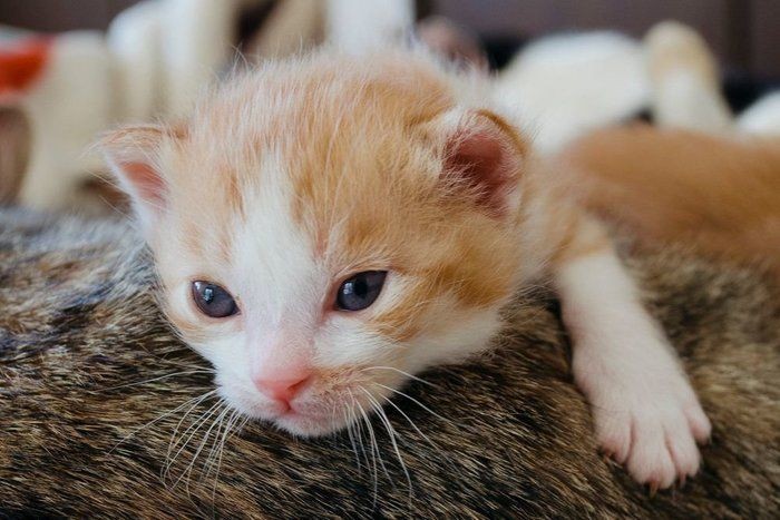 食後に顔を洗わない 猫の満腹タイムの過ごし方あるある