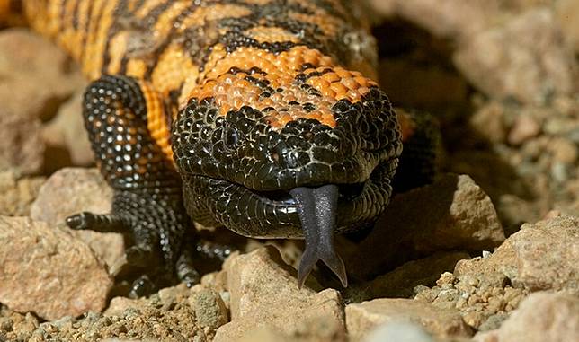 Mending Jangan Ini 5 Hewan Beracun Yang Ternyata Legal Untuk Dipelihara Pintarpet Line Today