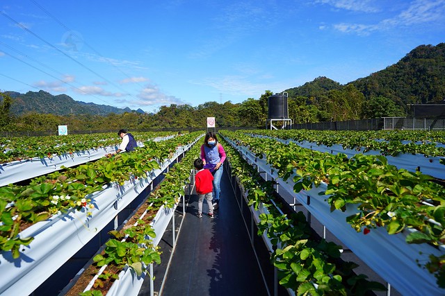 春香草莓農場