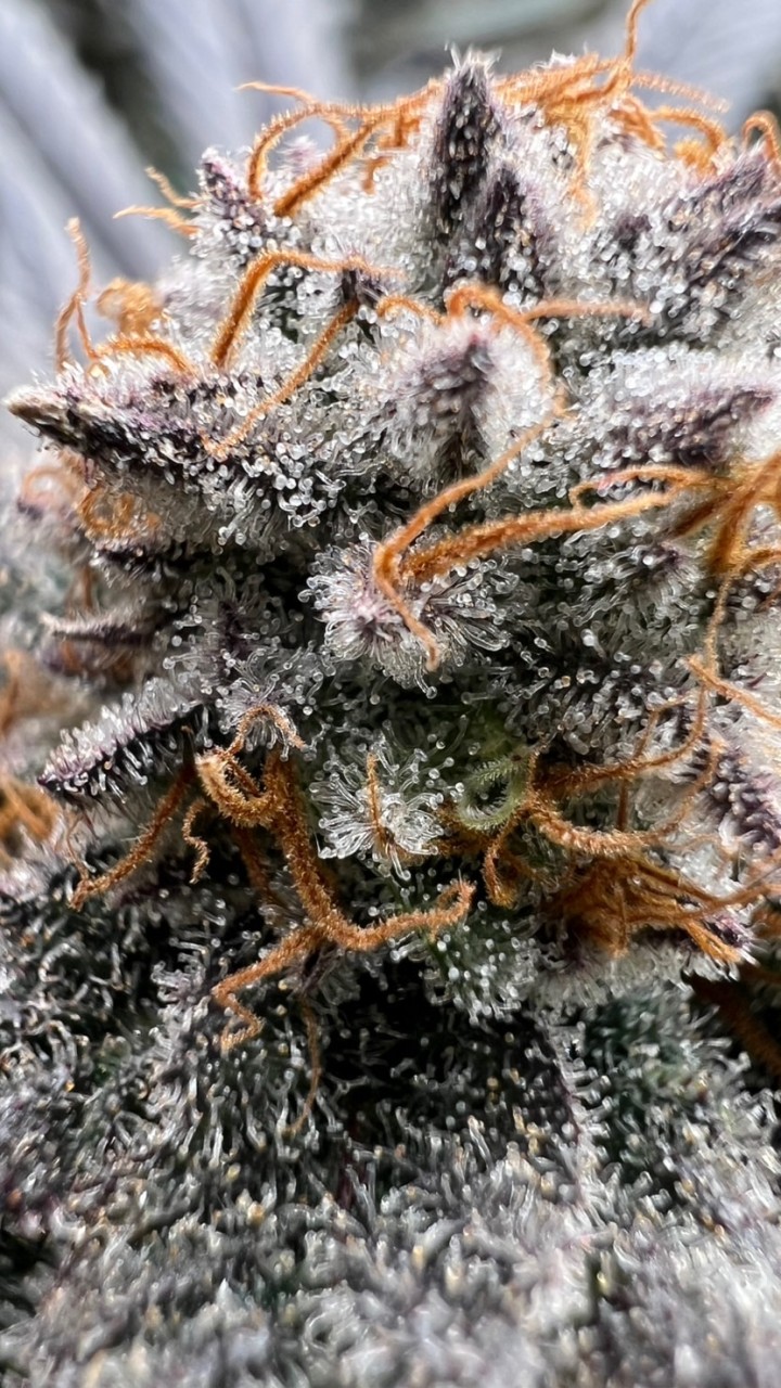 WEEDVEGANSHOP