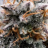 WEEDVEGANSHOP