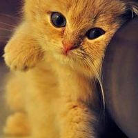 น้องเเมว