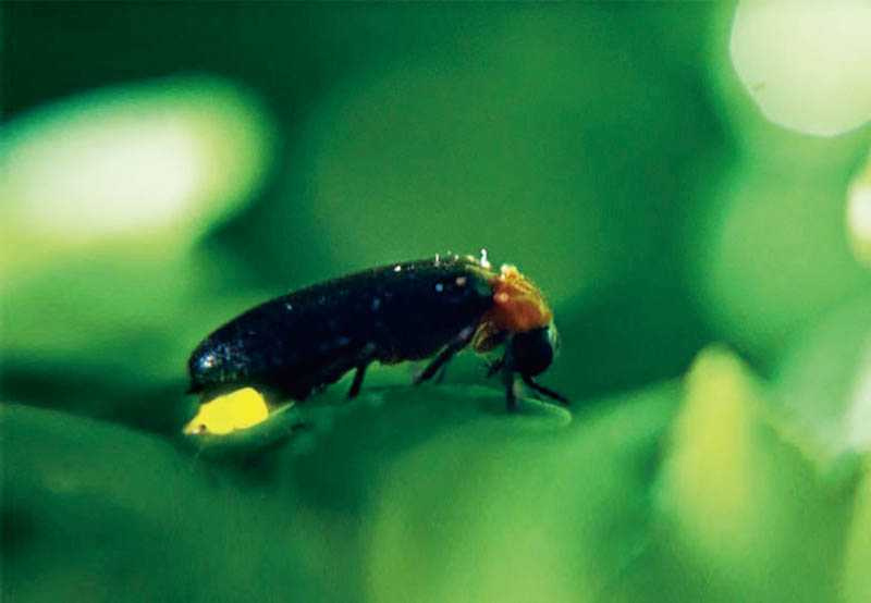 螢火蟲容易受到驚嚇而死亡，因此賞螢時，不可抓取牠們。（圖／新竹縣旅遊網提供）