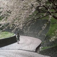 SAGI島丸ごとDAO