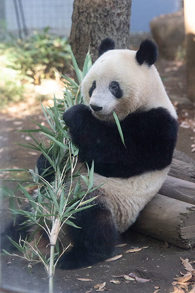 あれ おにぎり パンダ座りがかわいい シャンシャン